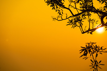 the dark trees over golden sky nature