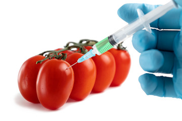 GMO food and chemicals in vegetables concept. Hand in a glove makes an injection with a syringe with a solution of ripe tomato - obrazy, fototapety, plakaty