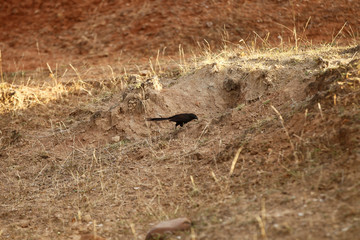 La Tatacoa desert in Colombia