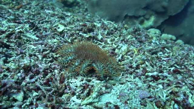 Crown of Thorns Starfish