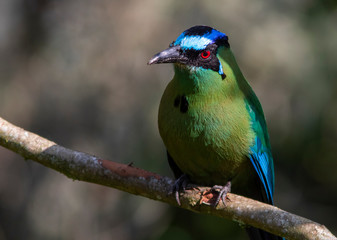 Fototapeta premium Andean Motmot (Momotus aequatorialis) in the colombian forest