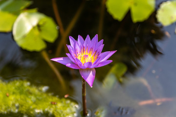 Purple water lily blooms in the  morning.
