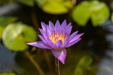 lotus in pond