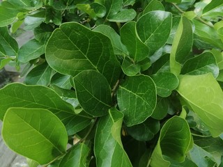 Green plants in the beautiful garden.