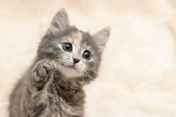 Cute gray kitten plays on a fluffy cream fur blanket, copy space
