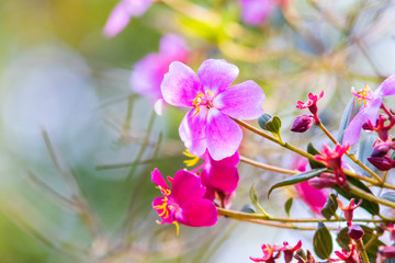 colorful flowers from a garden