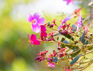 colorful flowers from a garden