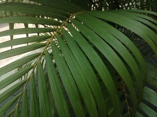 Green plants in the beautiful garden.