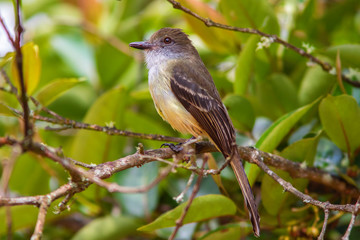 Pale-edged Flycatcher (Myiarchus cephalotes) in the colombian forest