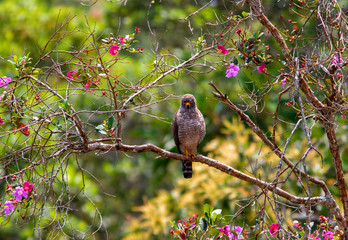 Roadside Hawk (Rupornis magnirostris) in the forest