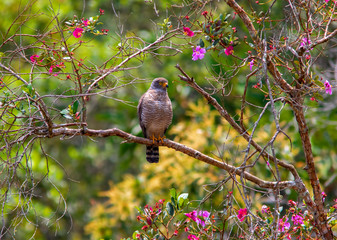 Roadside Hawk (Rupornis magnirostris) in the forest