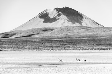 High contrast black and white photograph of three vicuna walking in front of the Misti Volcano near...