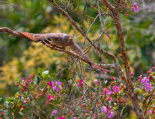 Roadside Hawk (Rupornis magnirostris) in the forest