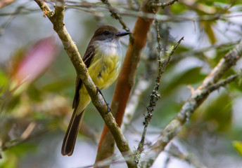 Pale-edged Flycatcher (Myiarchus cephalotes) in the colombian forest