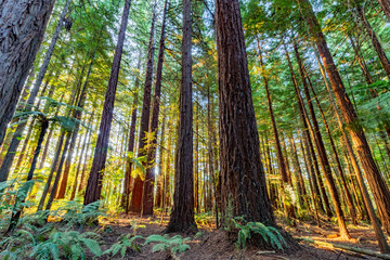 The rotorua redwood trees in new zealand2 - obrazy, fototapety, plakaty