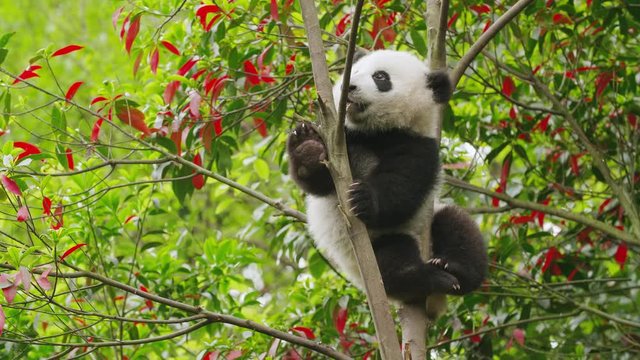 lovely young baby panda bear cub playing in the tree adorable baby panda in the nature footage