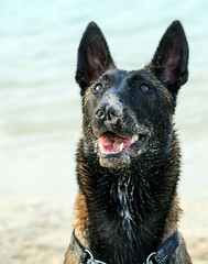 Belgian Malinois dogs playing on the beach
