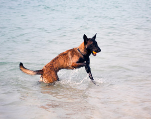 Belgian Malinois dogs playing on the beach