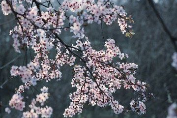 pink flowers on peach, plum or cherry tree branches in spring.