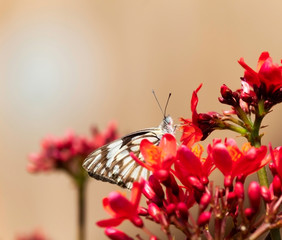 Black and white butterfly on a red flower