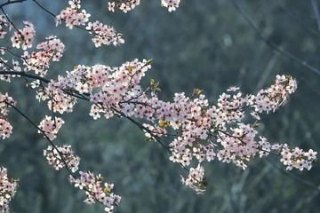 pink flowers on peach, plum or cherry tree branches in spring.