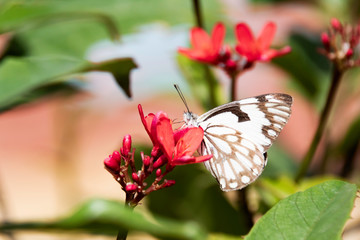 Black and white butterfly on a red flower