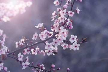 pink flowers on peach, plum or cherry tree branches in spring.