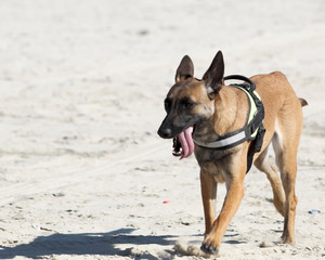 Belgian Malinois dogs playing on the beach