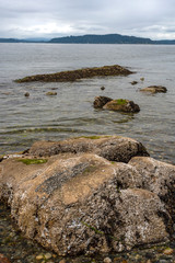Fototapeta na wymiar Bright green seaweed on beach rocks-vertical
