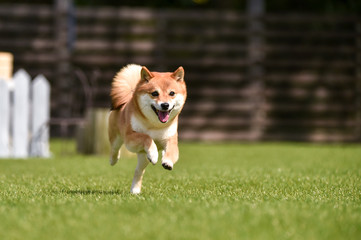 ドッグランで走る柴犬