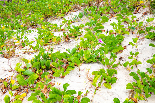 Na praia flor  rosa com o interior violeta especie de trepadeira a  Argyreia nervosa 