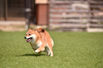 ドッグランで走る柴犬