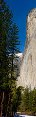 Vertical panorama of tall pines and the face of El Capitan on the Merced River from Yosemite Valley