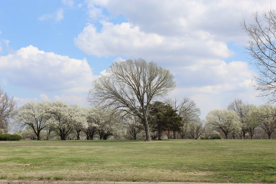 Bradford Pear Trees