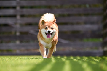 ドッグランで走る柴犬