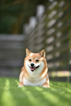 1 072 件の最適な ふせ 画像 ストック写真 ベクター Adobe Stock