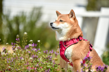 柴犬