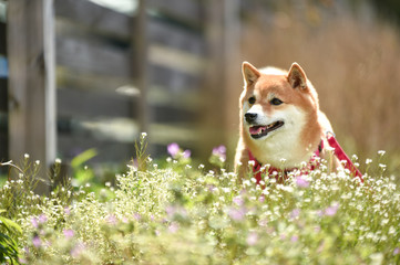 柴犬