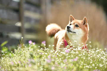 柴犬