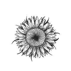 Sunflower illustration in black and white on isolated background,
