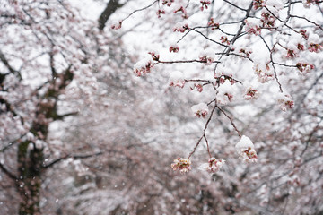 Snow falls during the spring season on the cherry blossoms.