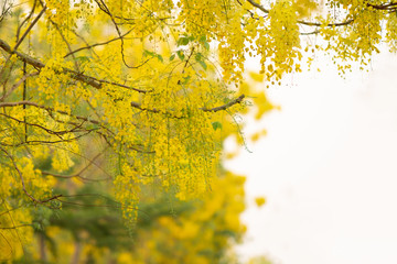 the seasonal local thai yellow flowers over the cloudy white sky
