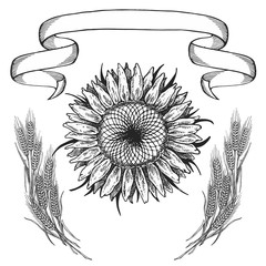 Composition of the picture, Sunflower illustration in black and white on isolated background
