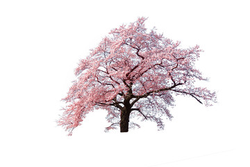 Sakura (Cherry blossom) blooming isolated on white background.