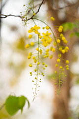 the seasonal local thai yellow flowers over the cloudy white sky