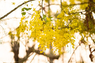 the seasonal local thai yellow flowers over the cloudy white sky