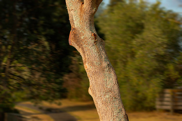 a highly textured trunk tree on blurry background, dark