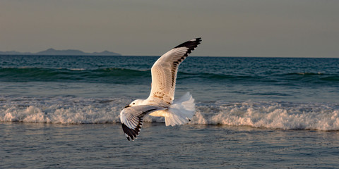 Seagull flying on sea surface background