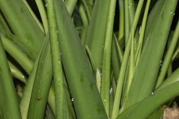 fresh green onions