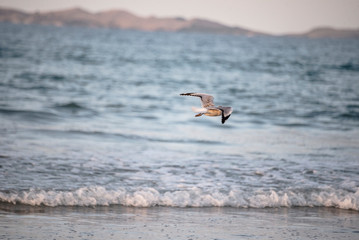 Seagull flying on sea surface background